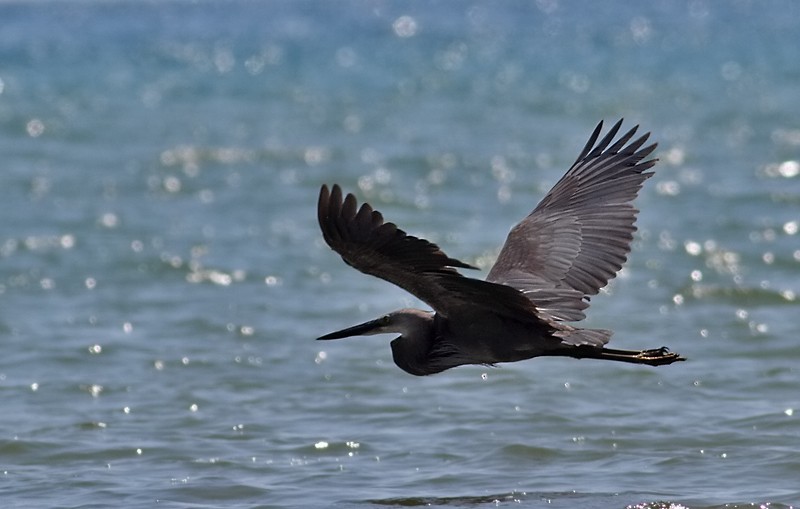 Great-billed Heron - ML247372381