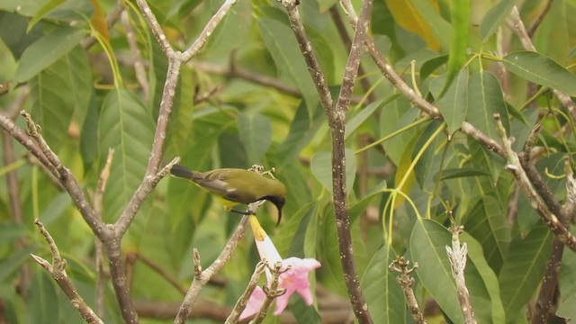 黃腹花蜜鳥 - ML247372531