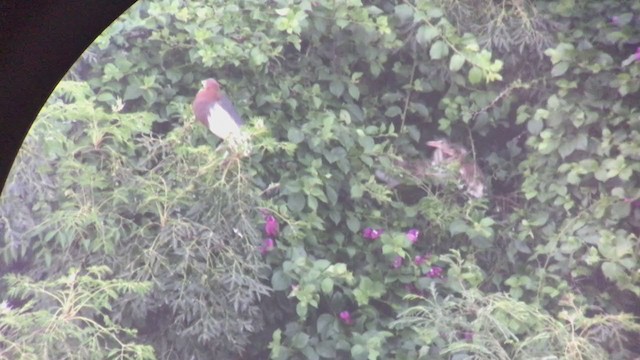 Chinese Pond-Heron - ML247372831