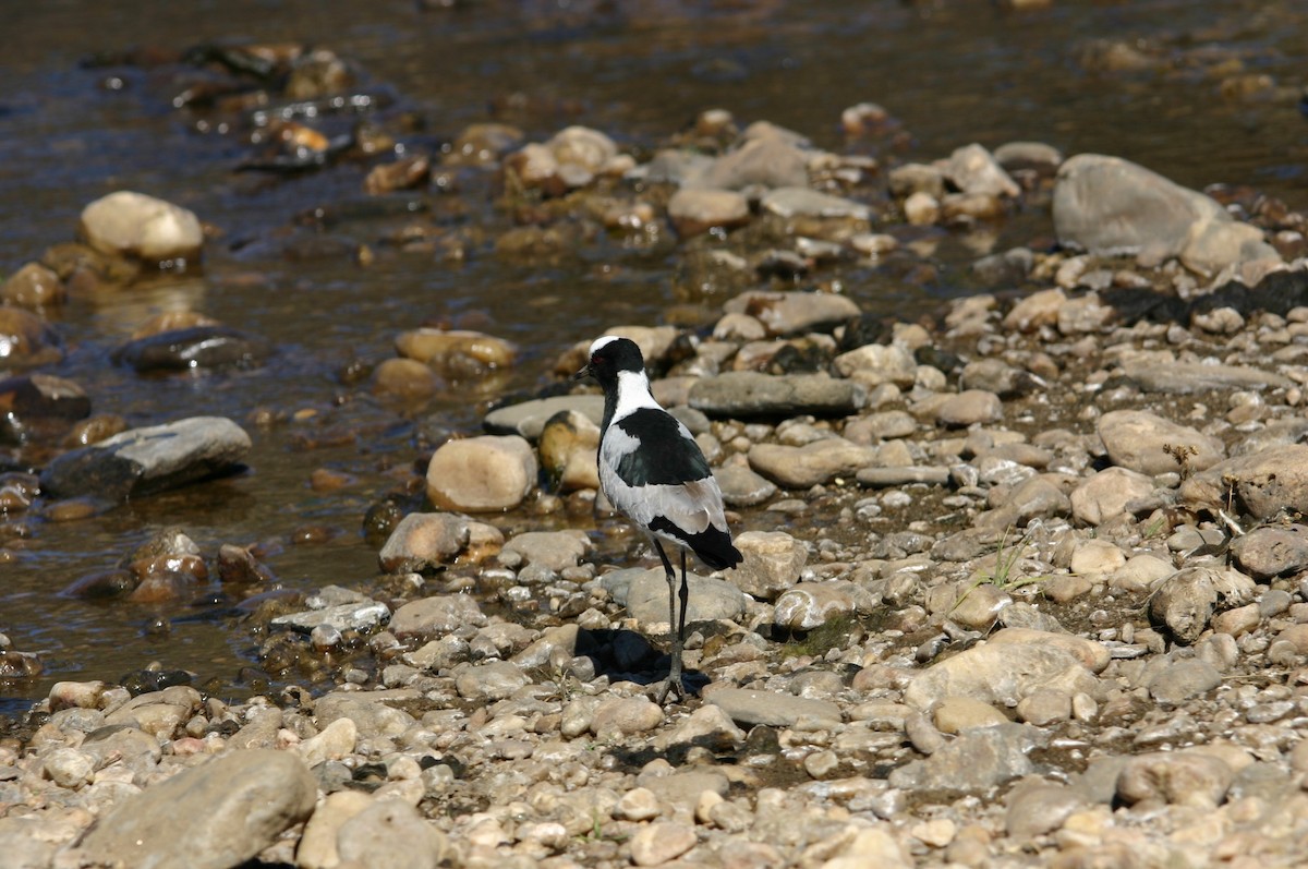 Blacksmith Lapwing - ML247372901