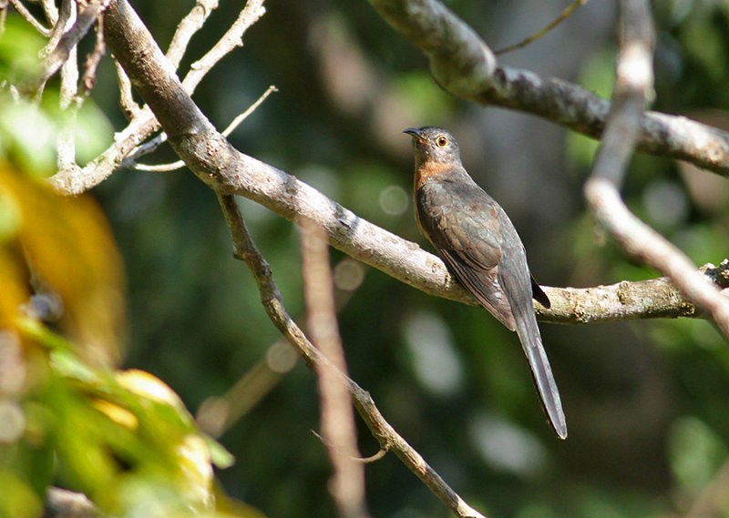 Brush Cuckoo (Sulawesi) - ML247372911