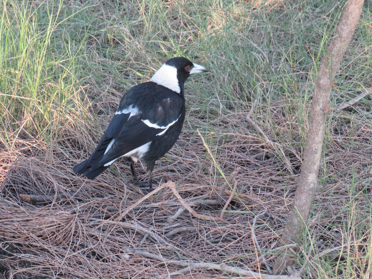 Australian Magpie - Rodney Macready