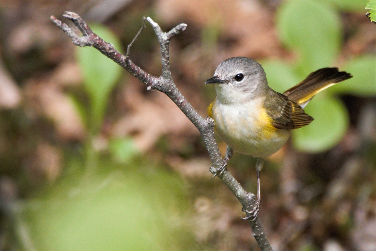 American Redstart - ML247373471