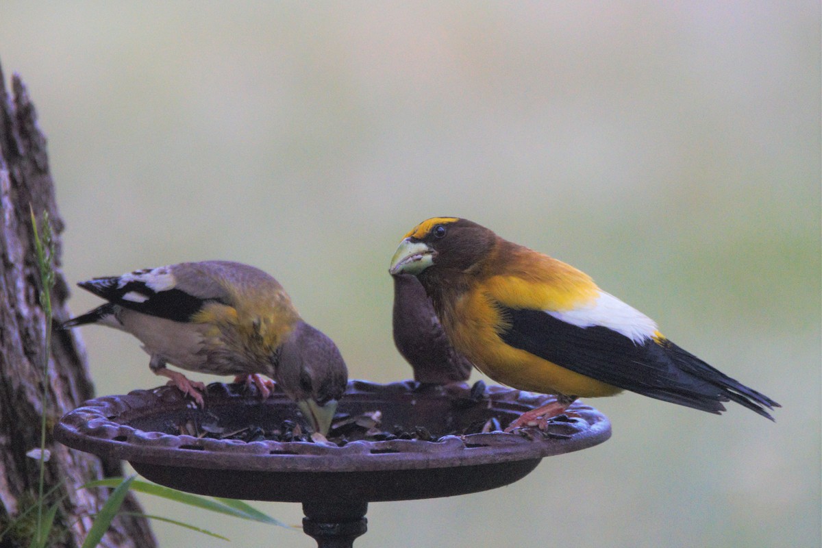 Evening Grosbeak - ML247373511