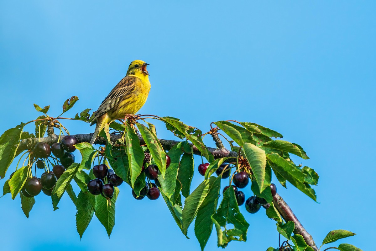 Yellowhammer - Holger Schneider