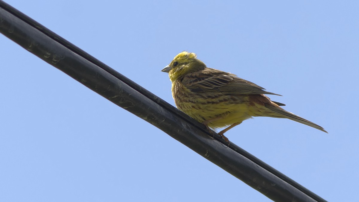 Yellowhammer - ML247375021