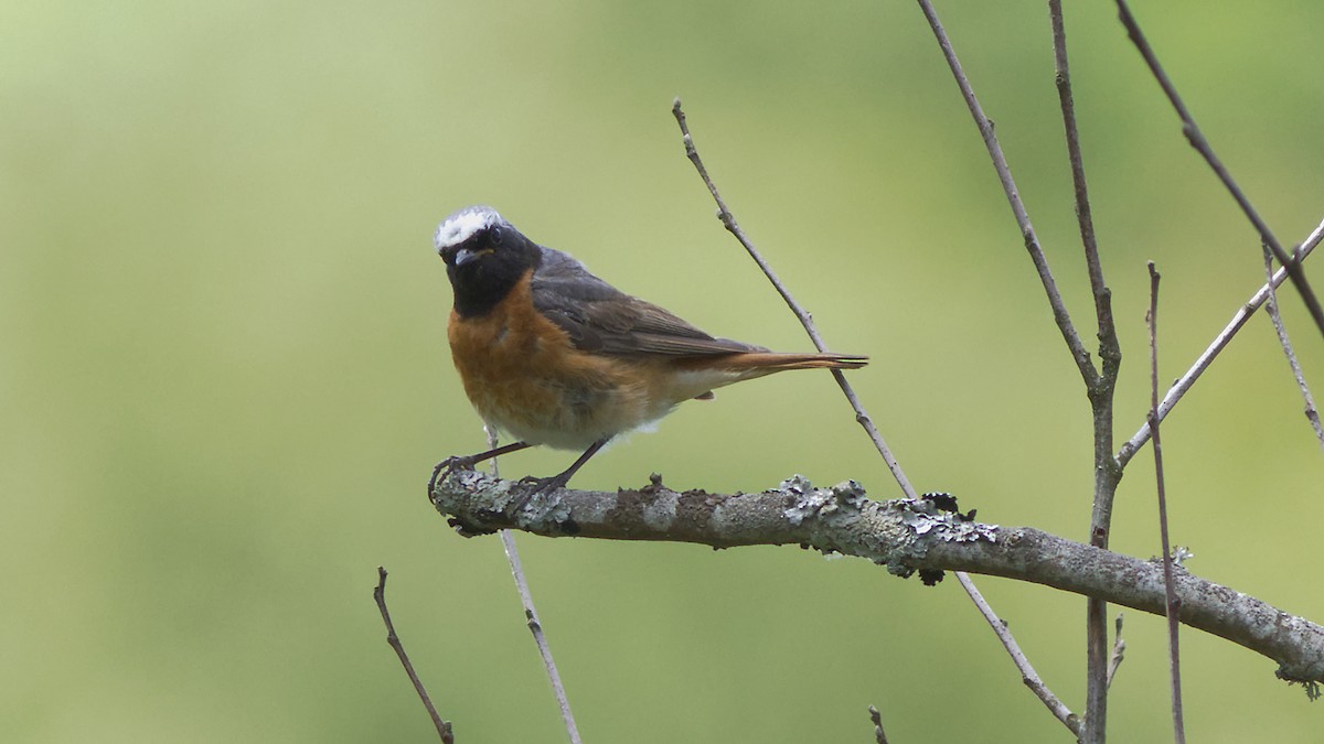 Common Redstart - ML247375041