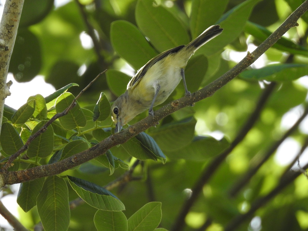 White-eyed Vireo - Robert Ducham