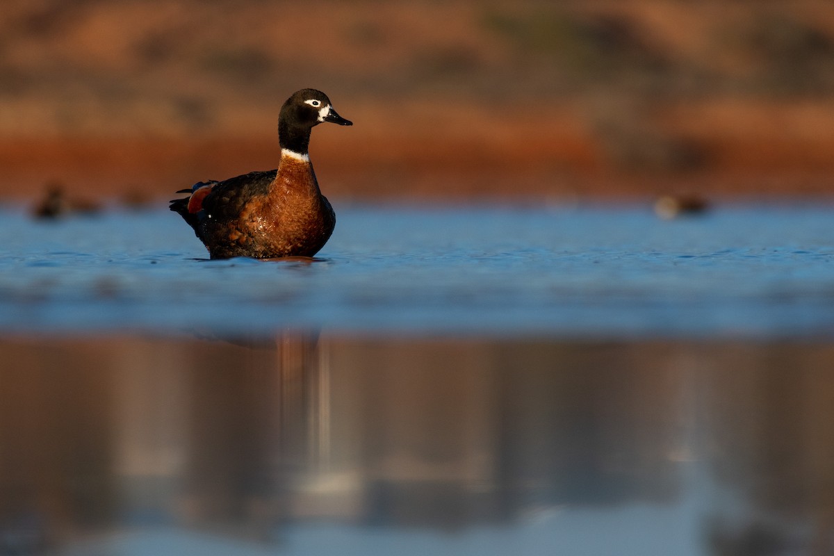 Australian Shelduck - ML247376431