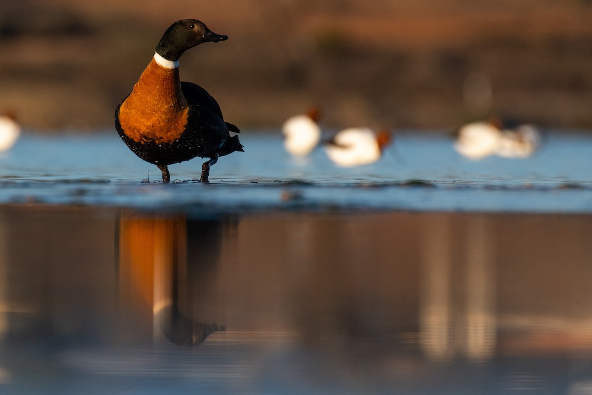 Australian Shelduck - ML247376441