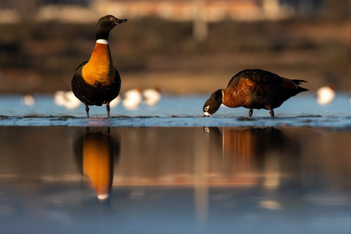 Australian Shelduck - ML247376451