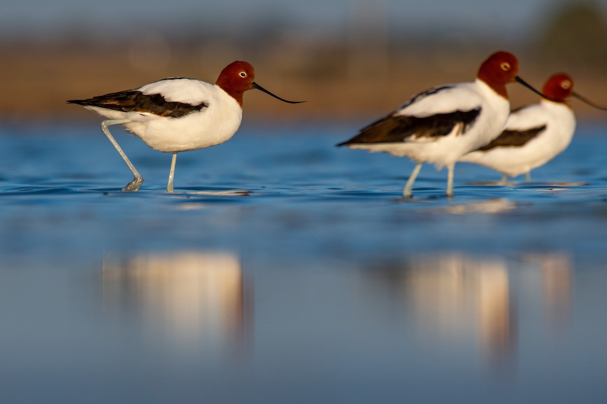 Red-necked Avocet - ML247377061