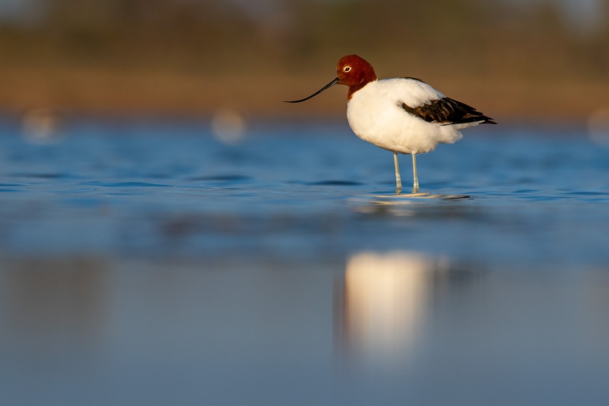 Avocette d'Australie - ML247377081