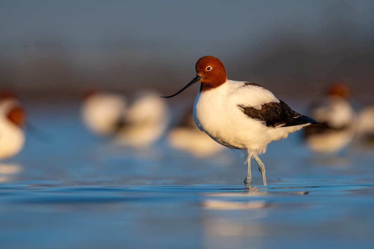 Red-necked Avocet - ML247377121