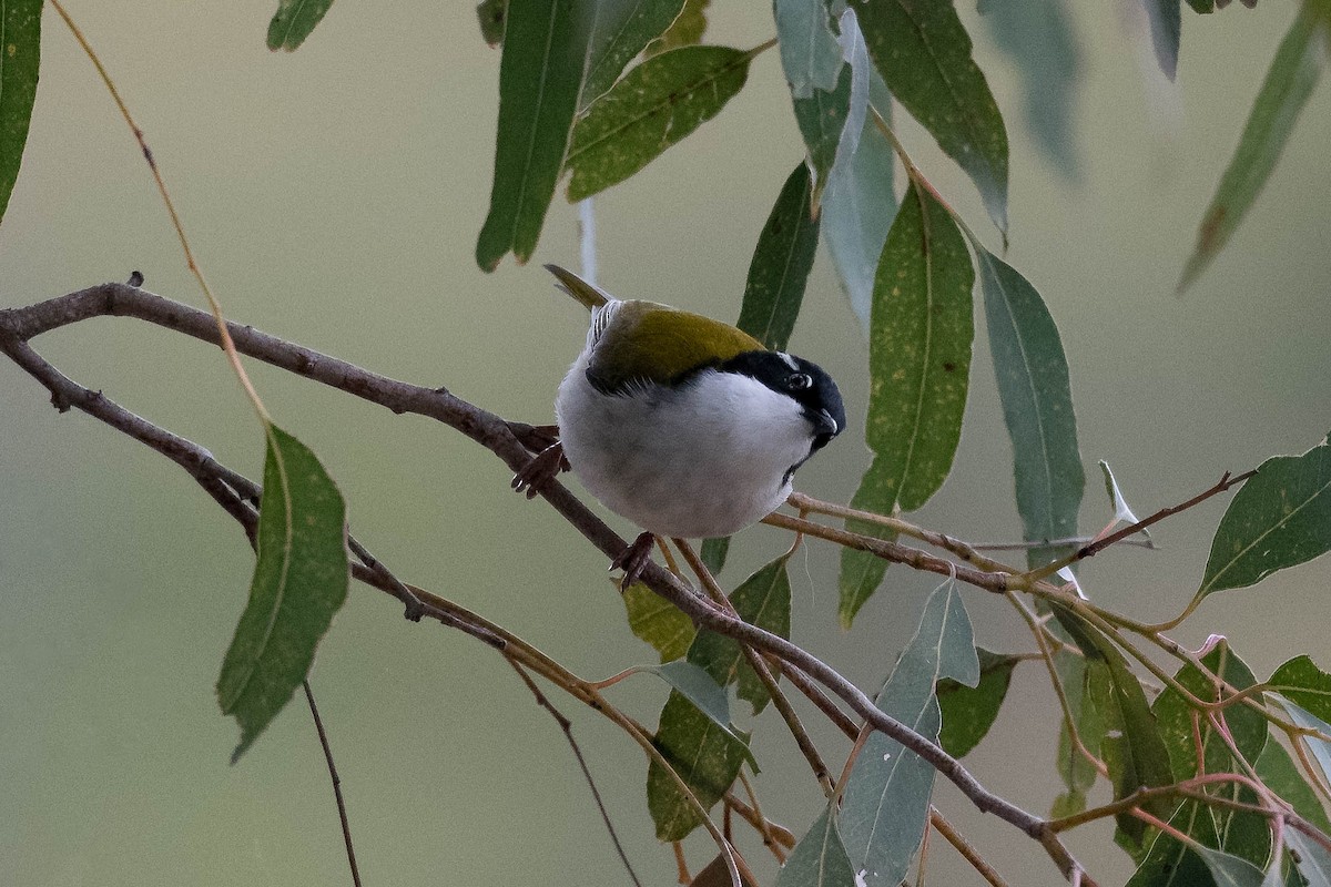 White-throated Honeyeater - Terence Alexander