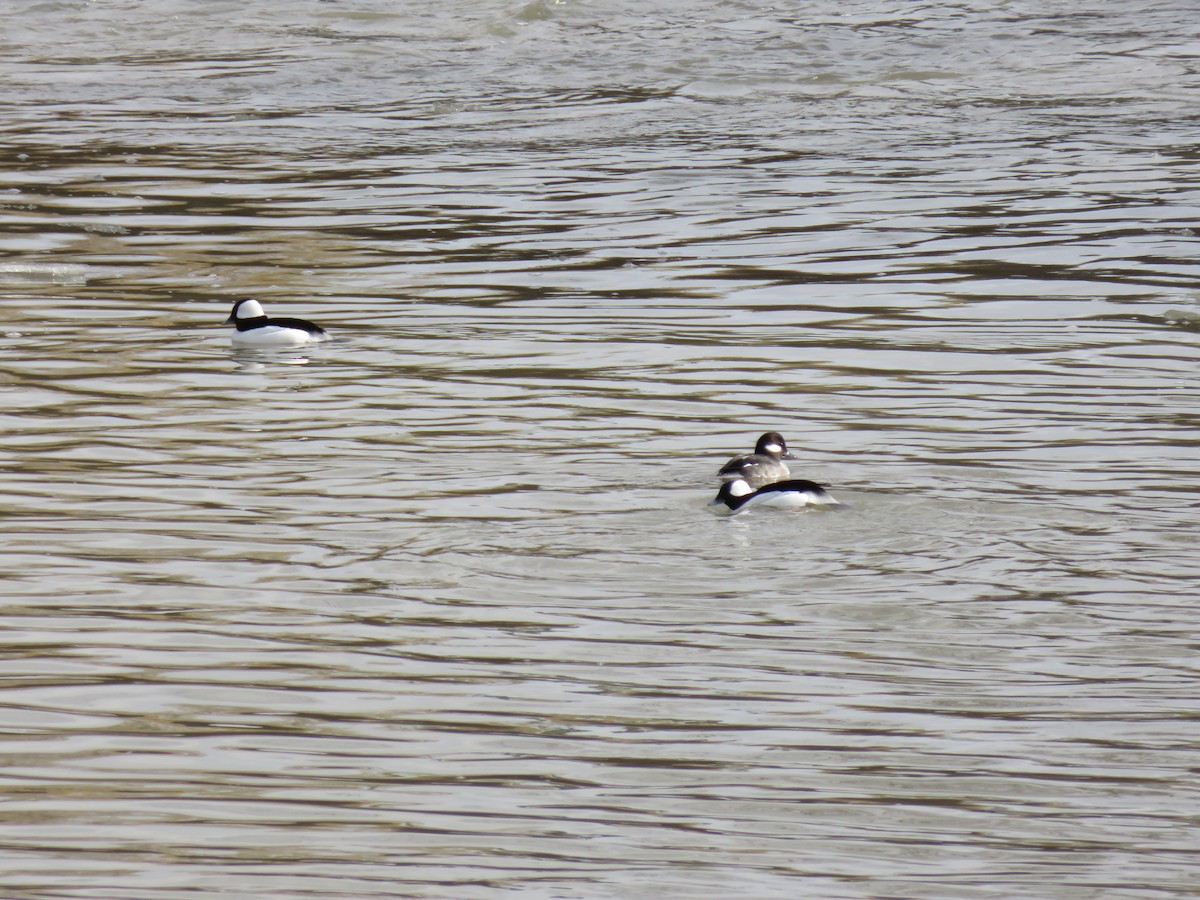 Bufflehead - ML24737721