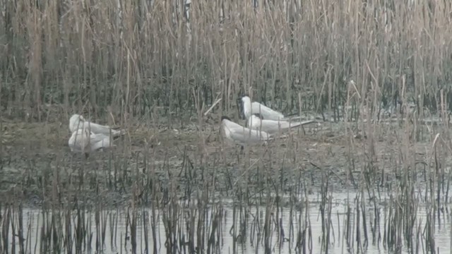 Gull-billed Tern - ML247377221