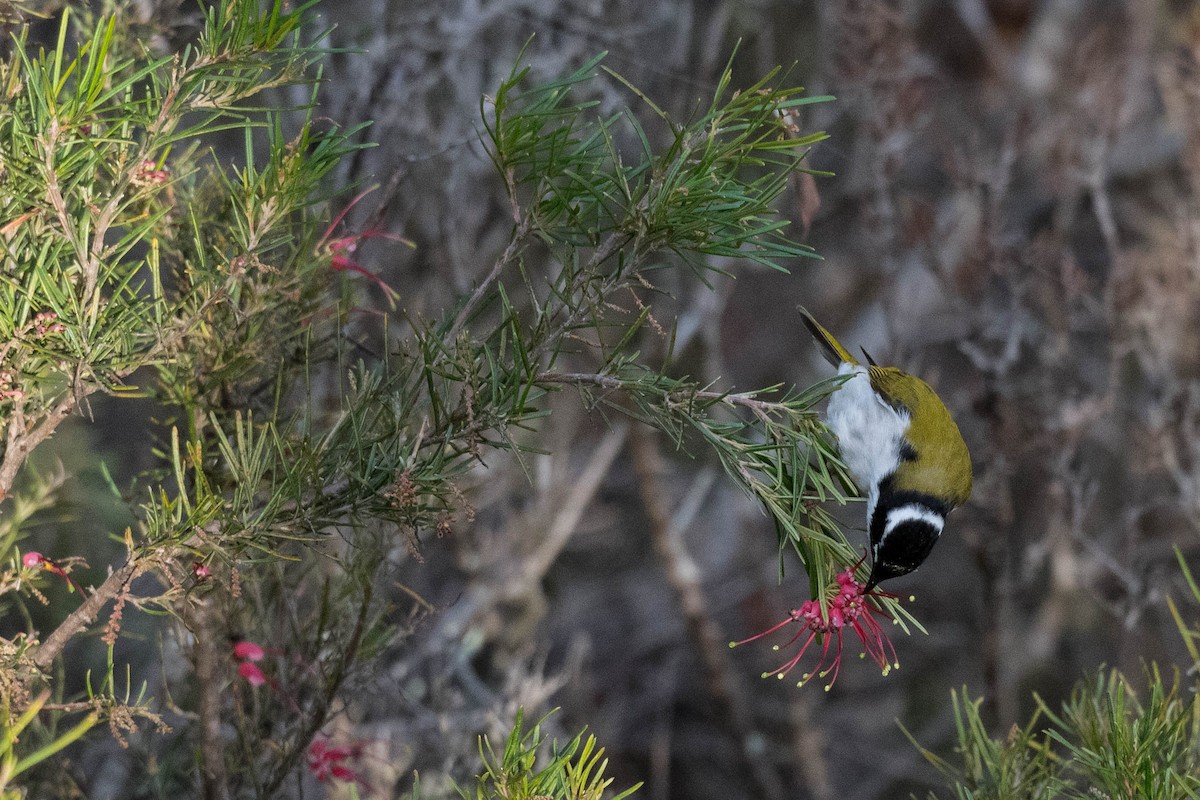 White-throated Honeyeater - ML247377531