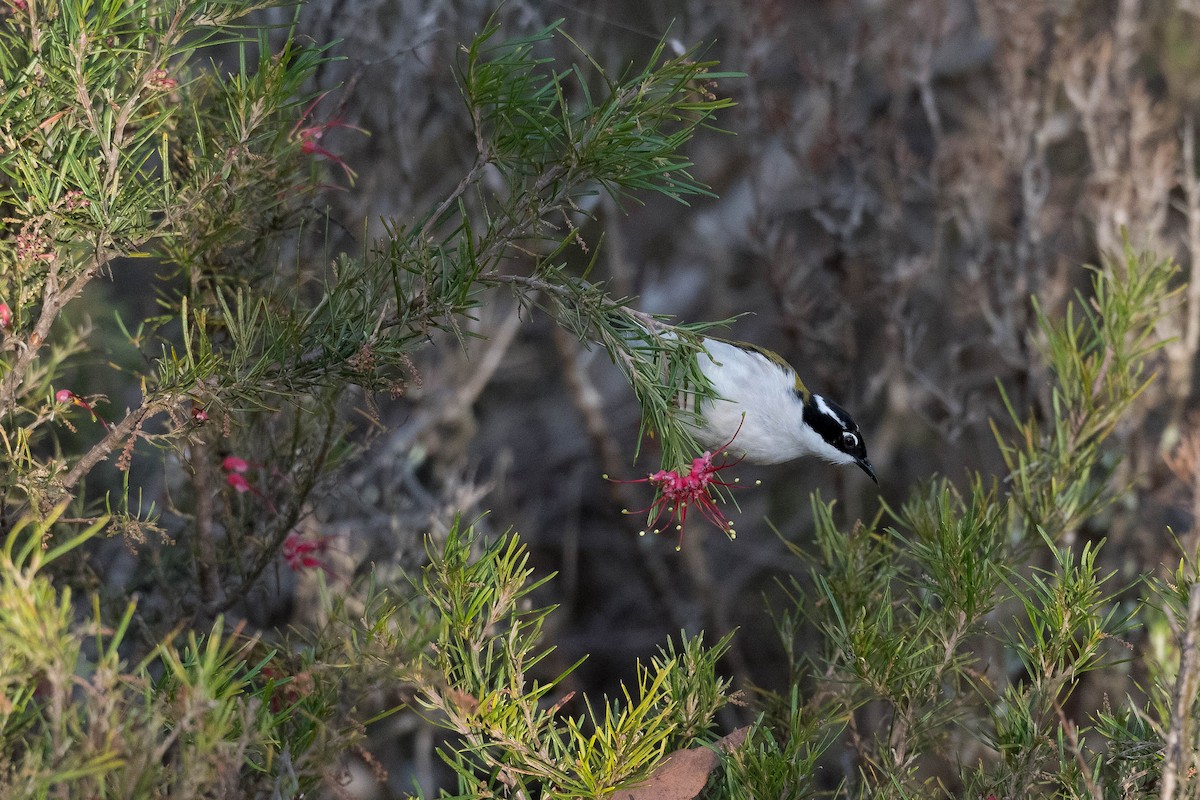 White-throated Honeyeater - ML247377551