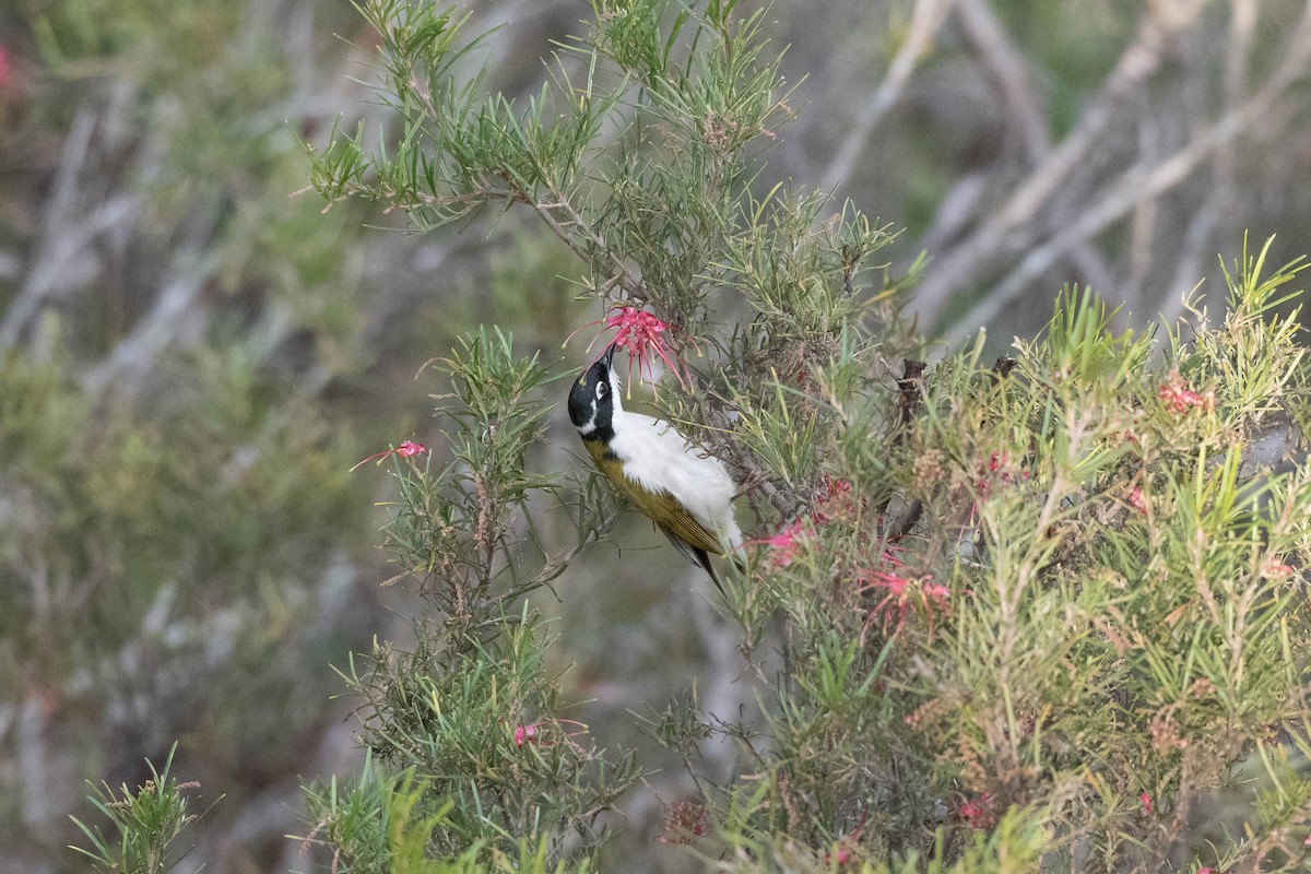 White-throated Honeyeater - ML247377611