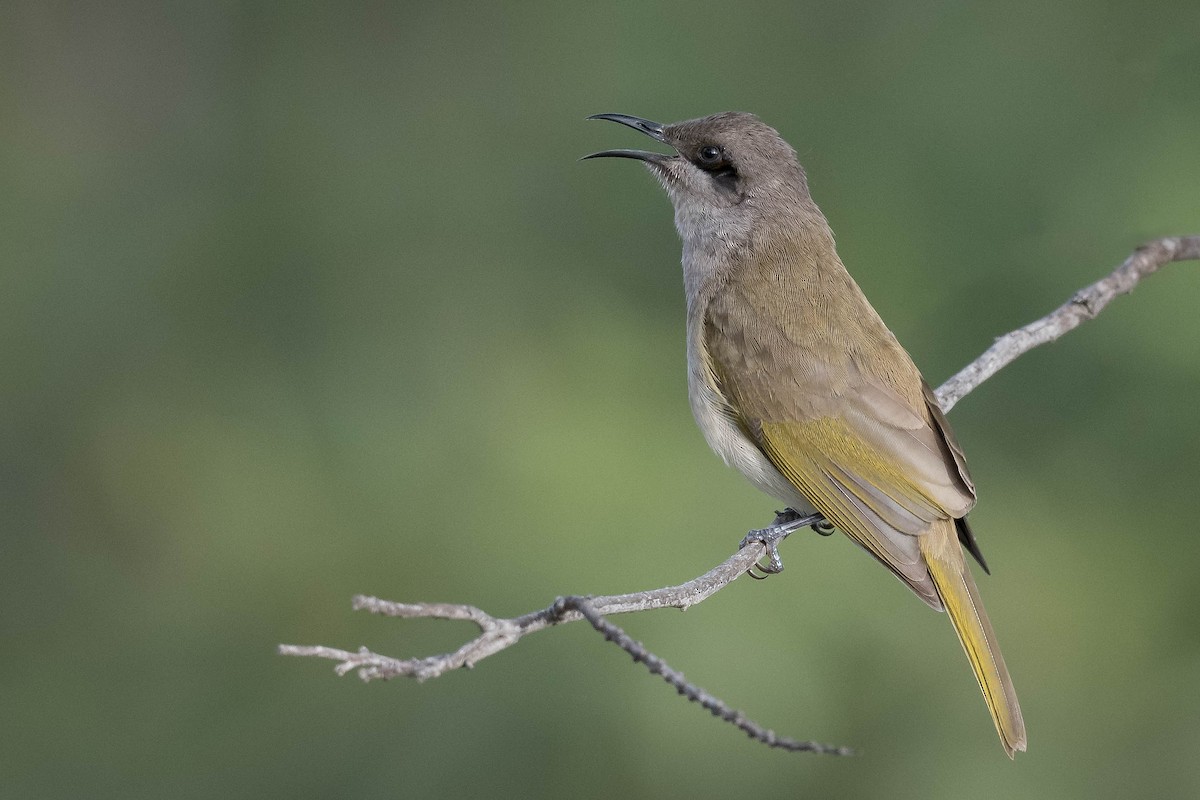 Brown Honeyeater - ML247377661
