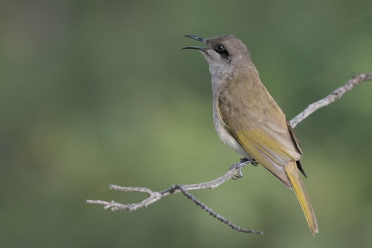 Brown Honeyeater - ML247377661