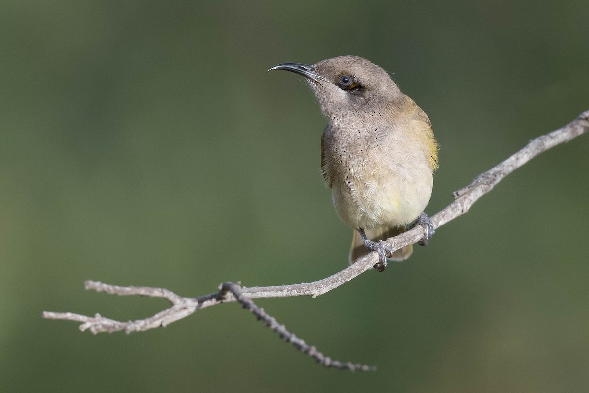 Brown Honeyeater - ML247377701