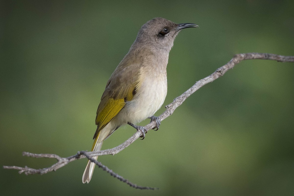 Brown Honeyeater - ML247377711