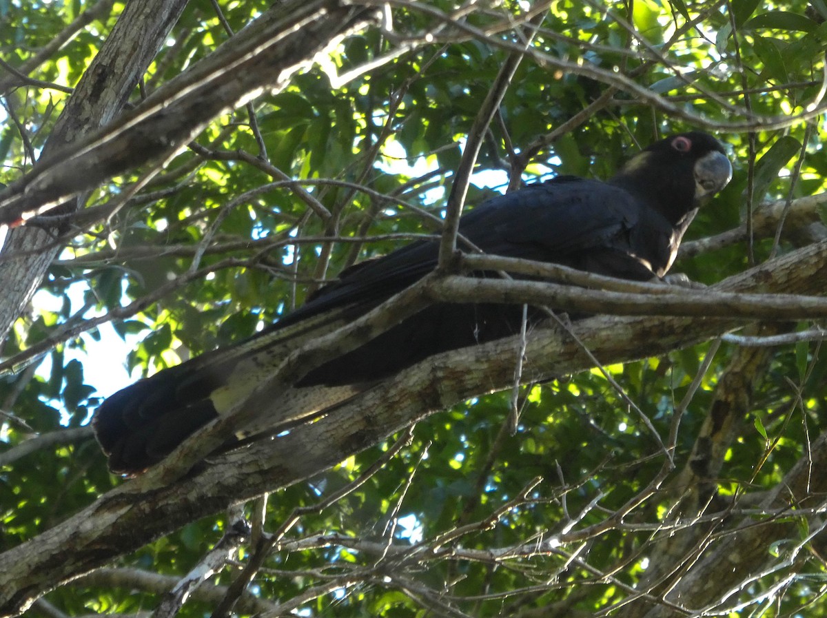 Yellow-tailed Black-Cockatoo - ML247379431