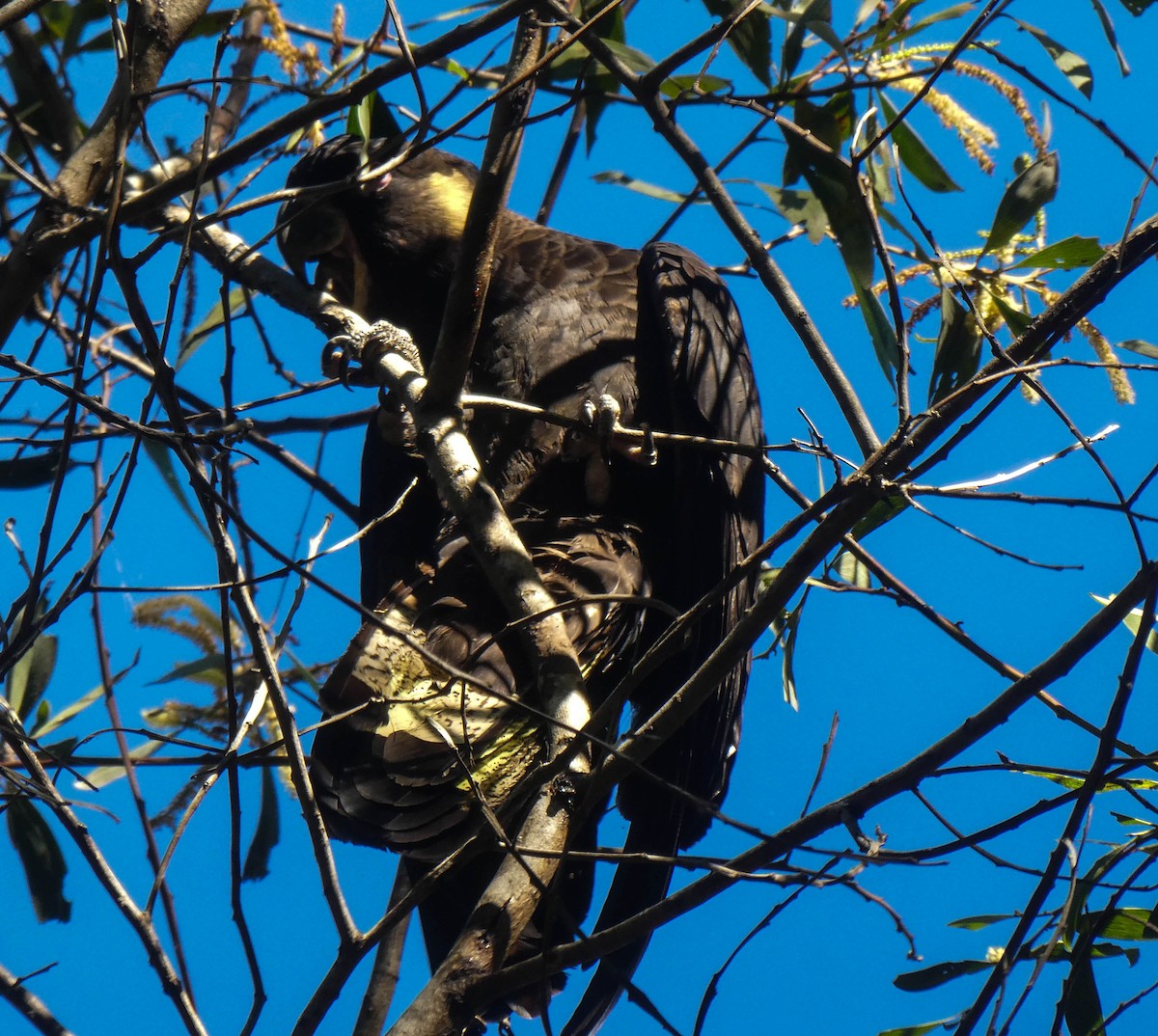 Yellow-tailed Black-Cockatoo - ML247379441