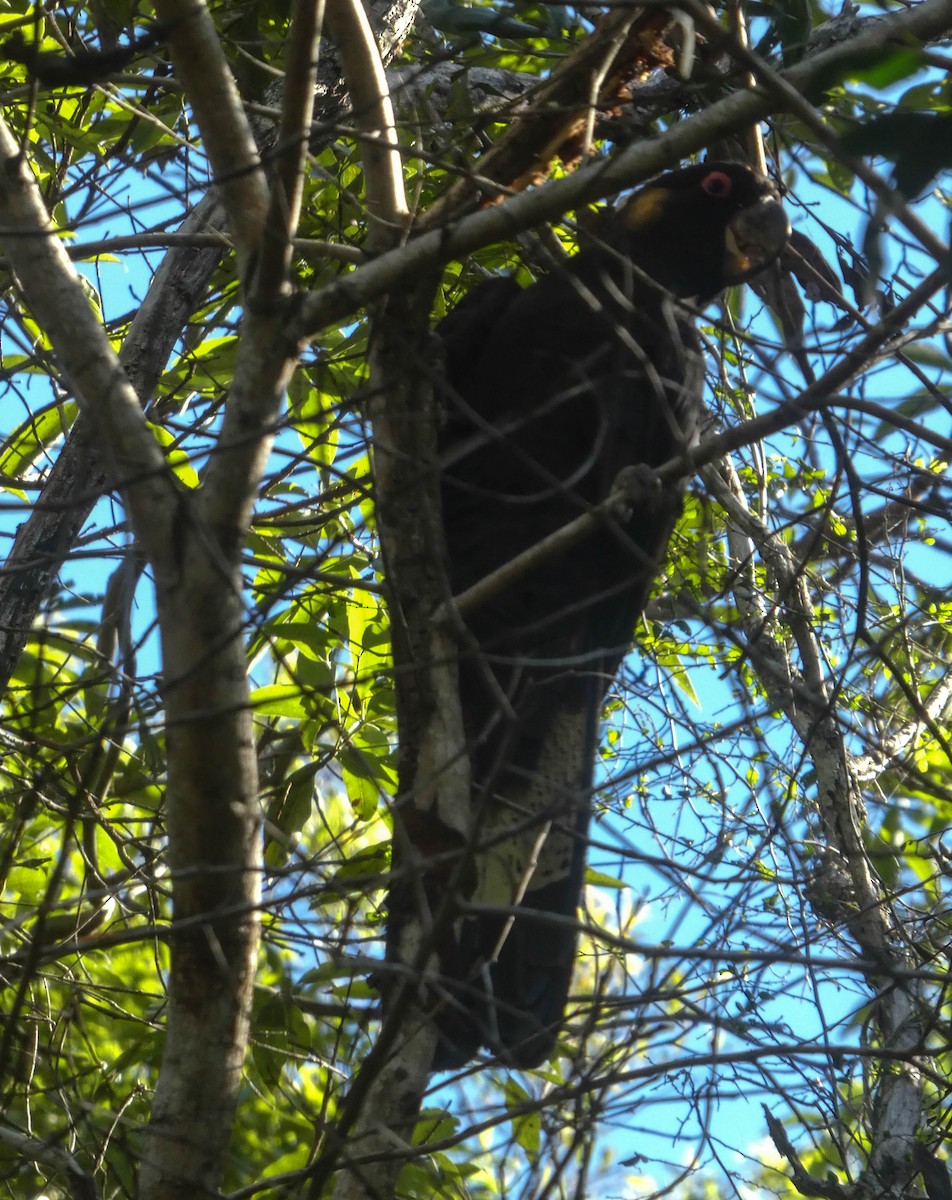 Yellow-tailed Black-Cockatoo - ML247379451