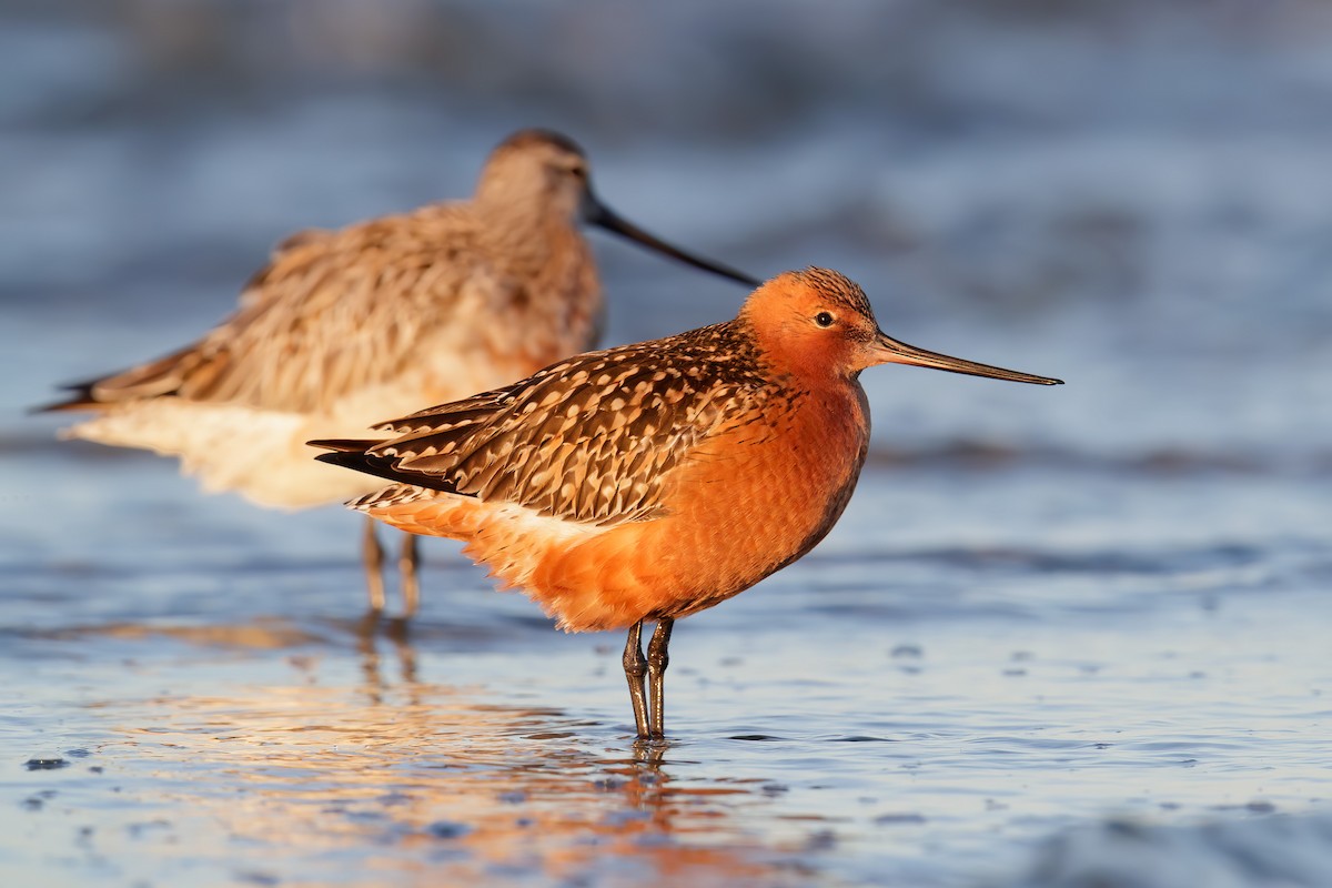 Bar-tailed Godwit - ML247380151