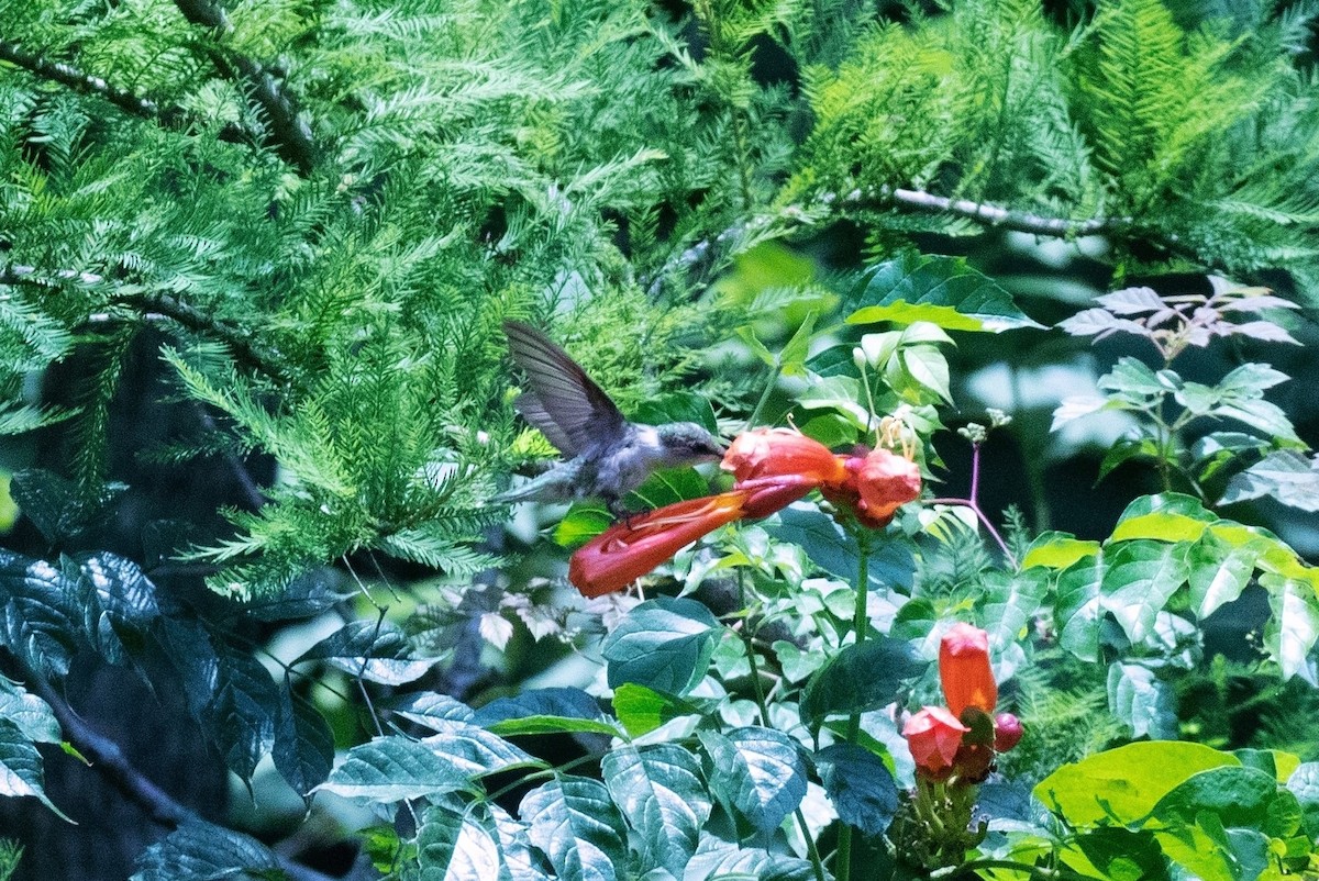 Ruby-throated Hummingbird - ML247381021