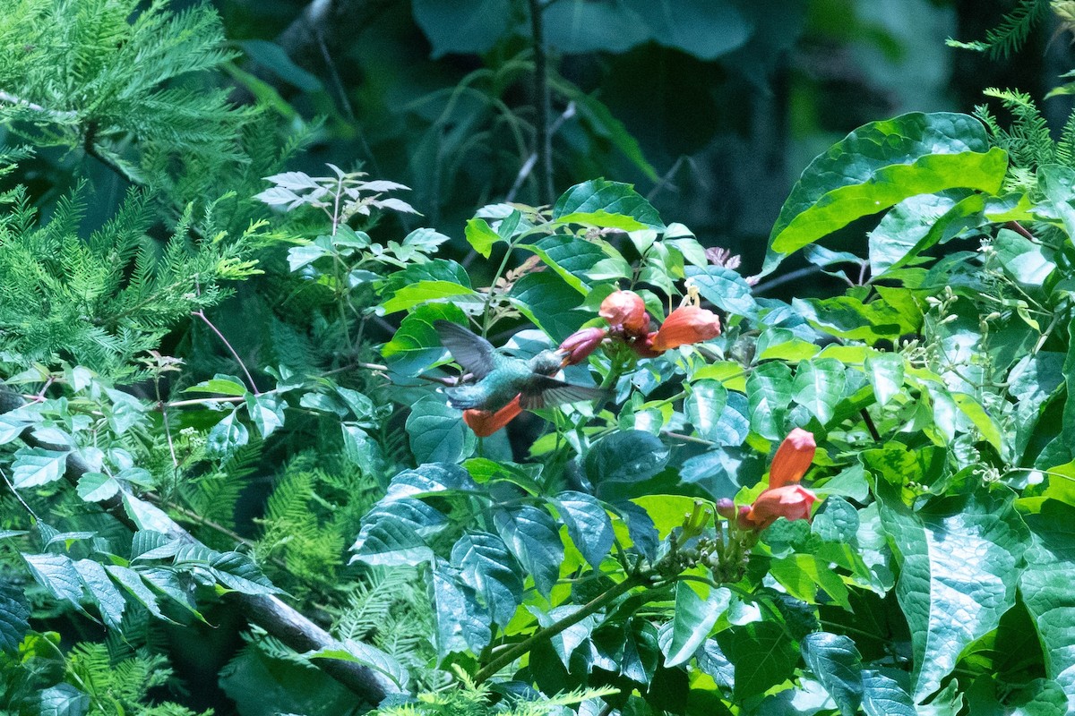 Ruby-throated Hummingbird - ML247381031