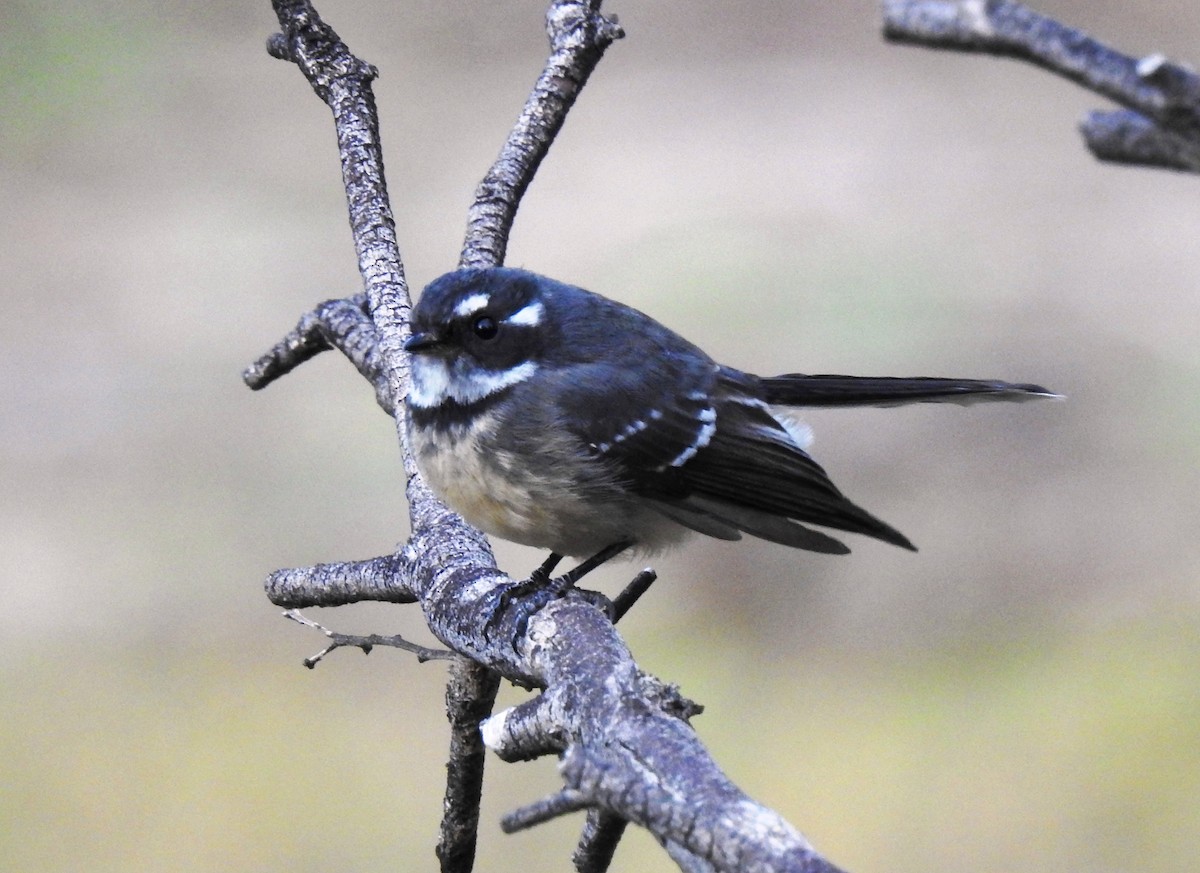 Gray Fantail - ML247381751