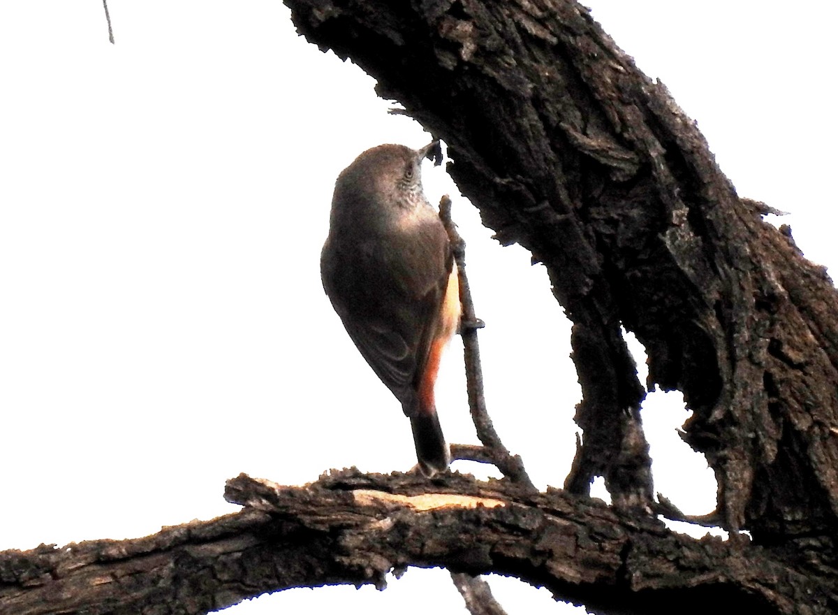 Chestnut-rumped Thornbill - ML247381811