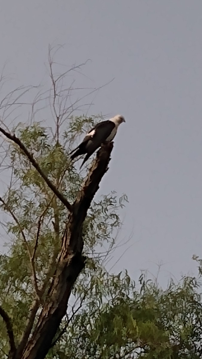 Swallow-tailed Kite - Jeremy Webster