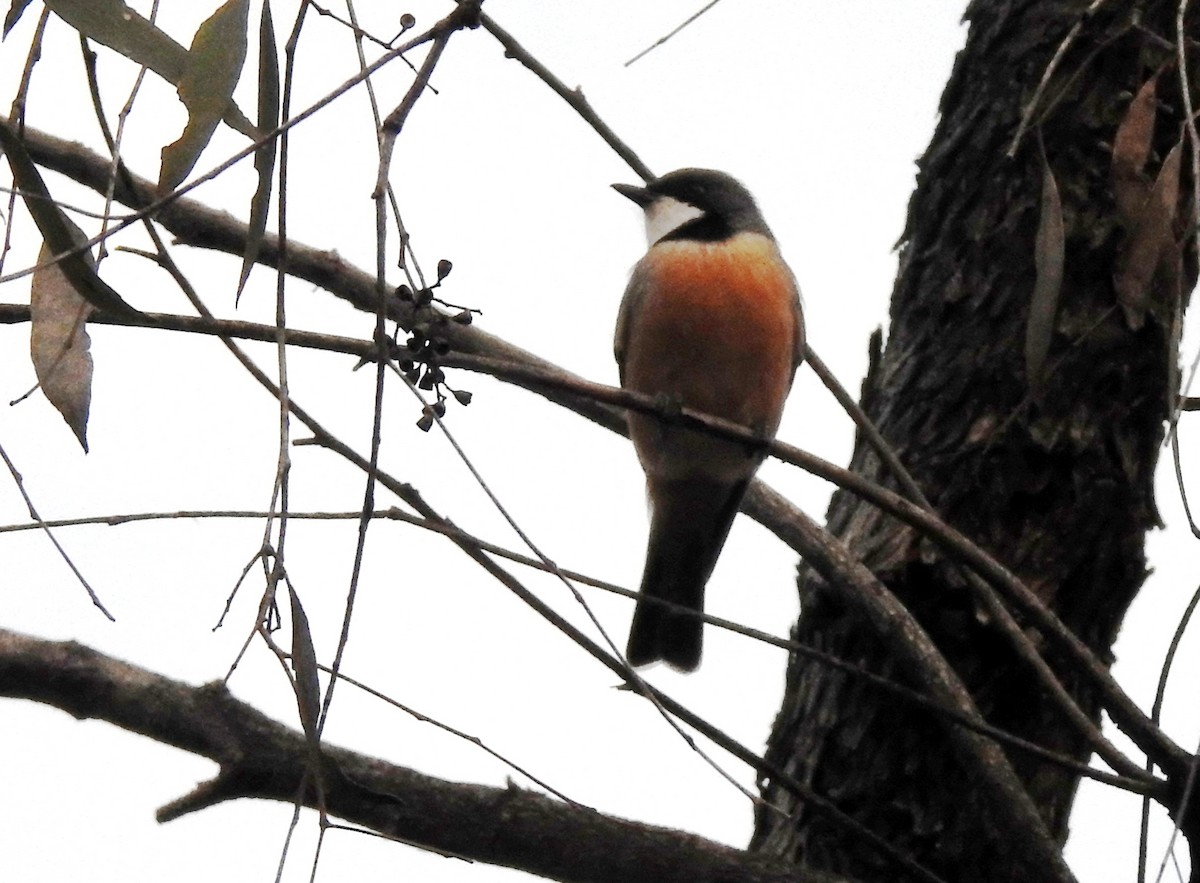 Rufous Whistler - ML247382051