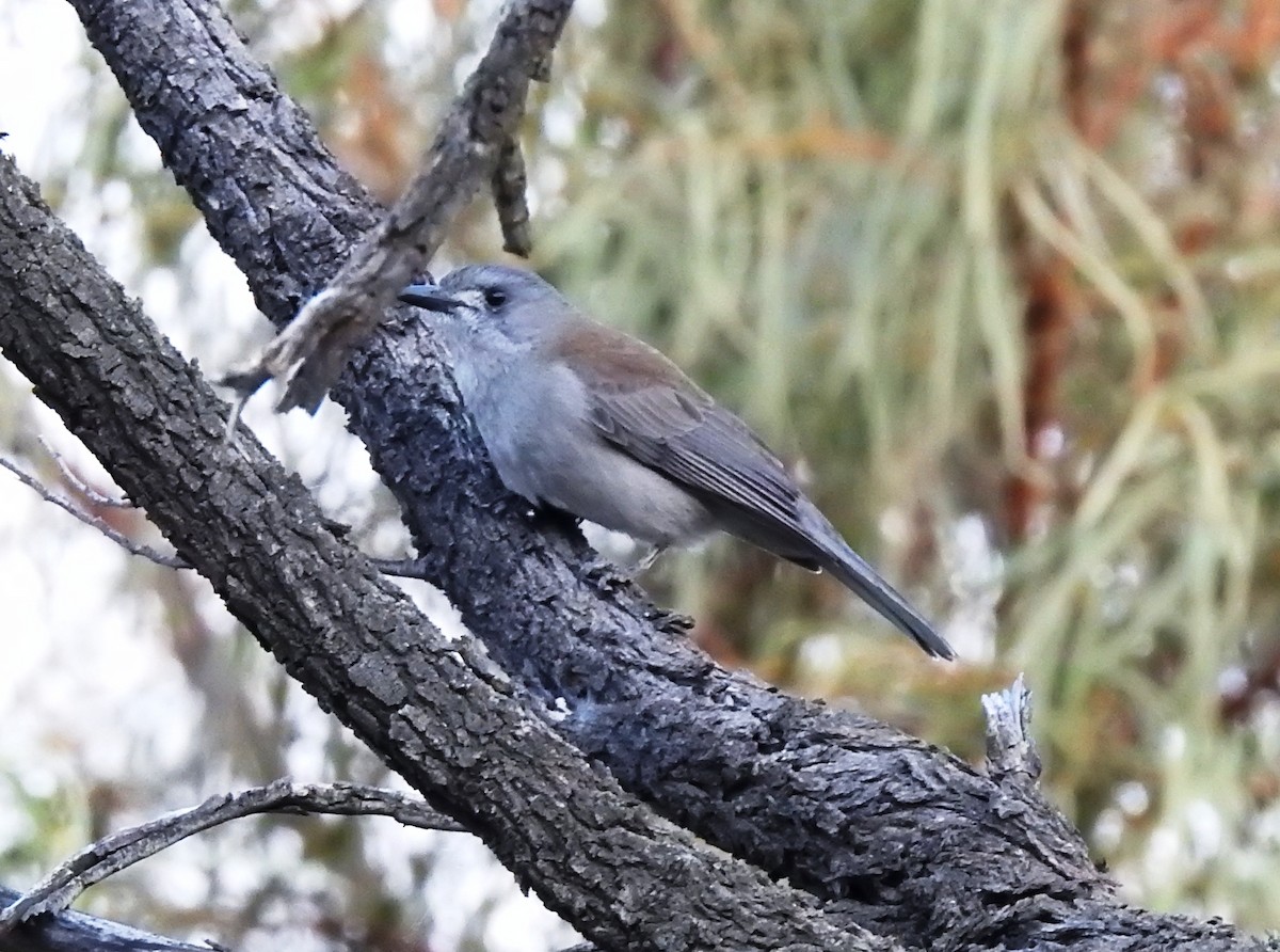 Gray Shrikethrush - ML247382961