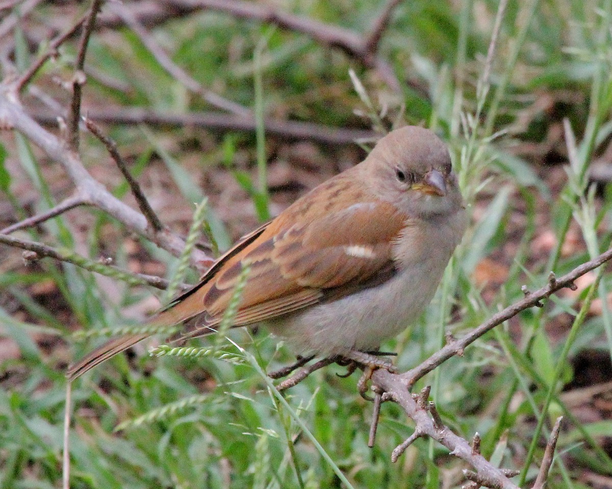Southern Gray-headed Sparrow - ML247384441