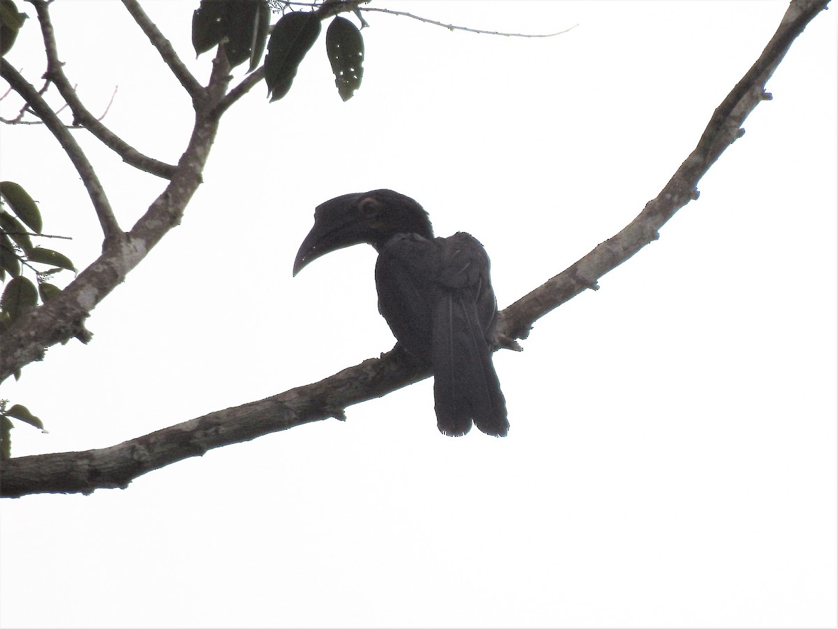 Чёрная птица-носорог - ML247386841