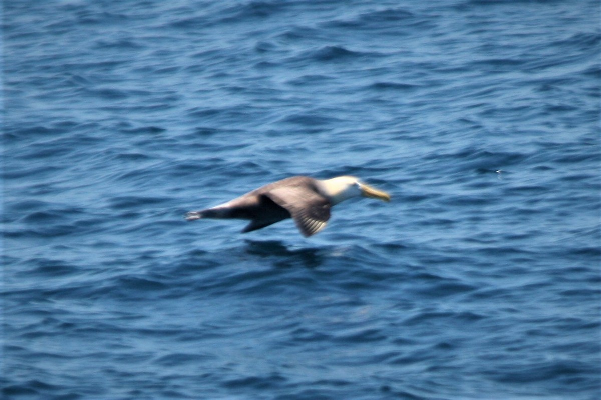 albatros galapážský - ML247390041