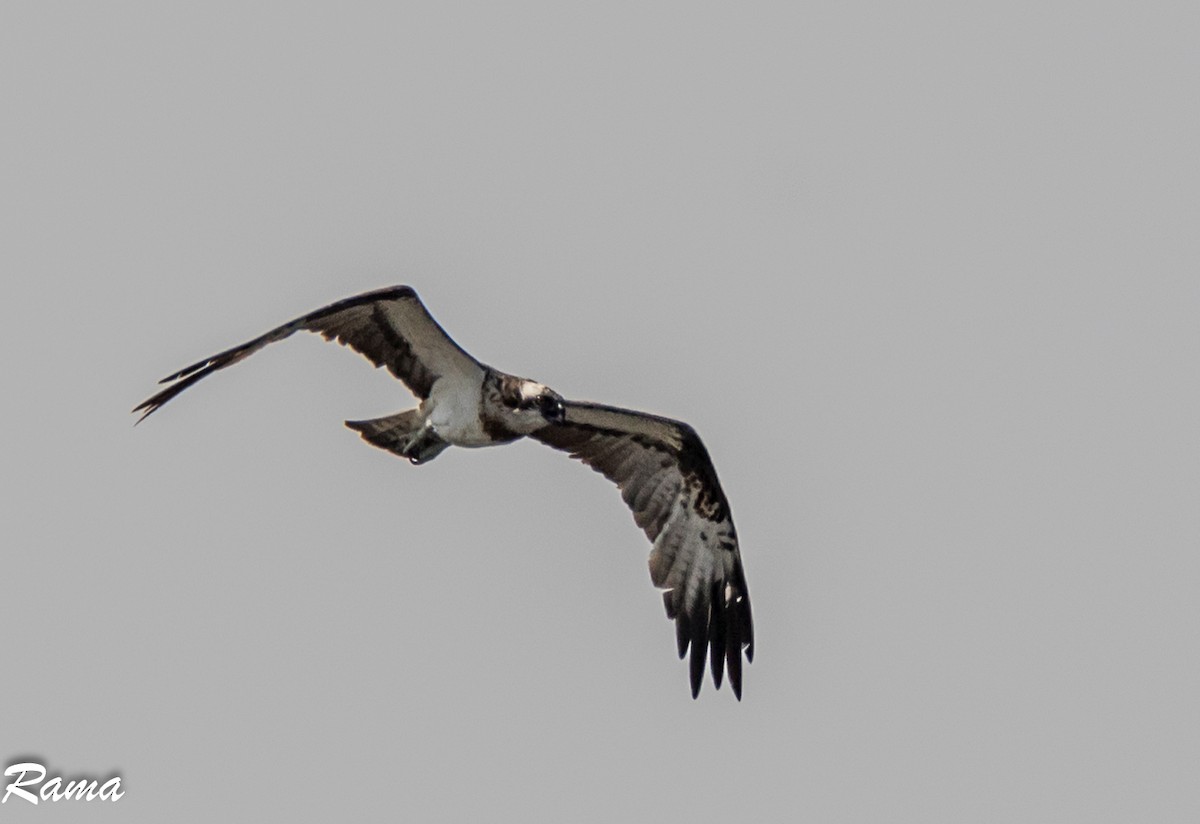 Osprey - ML247391071