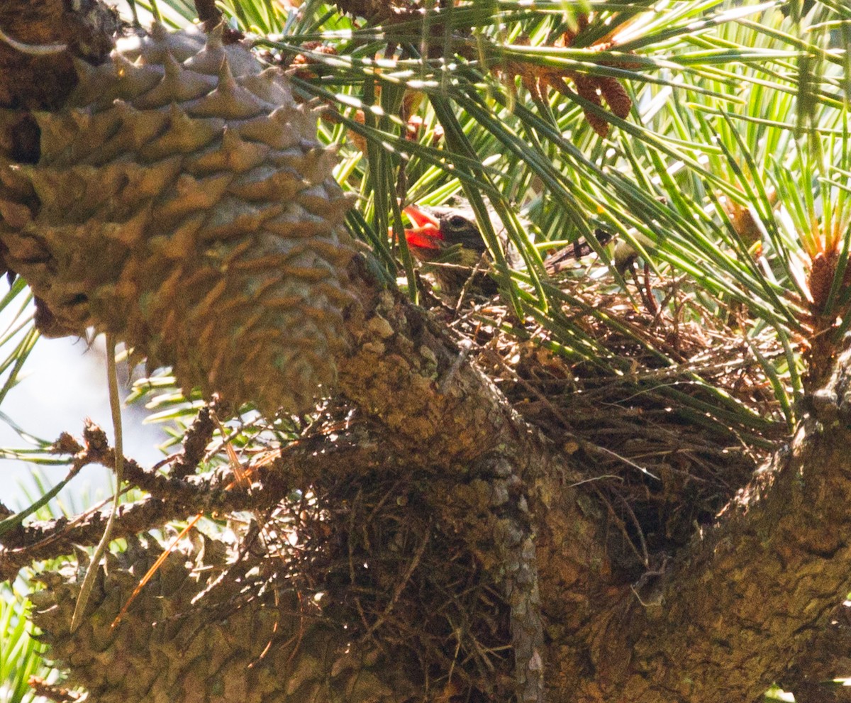 Yellow-rumped Warbler (Myrtle) - Diane Lepkowski