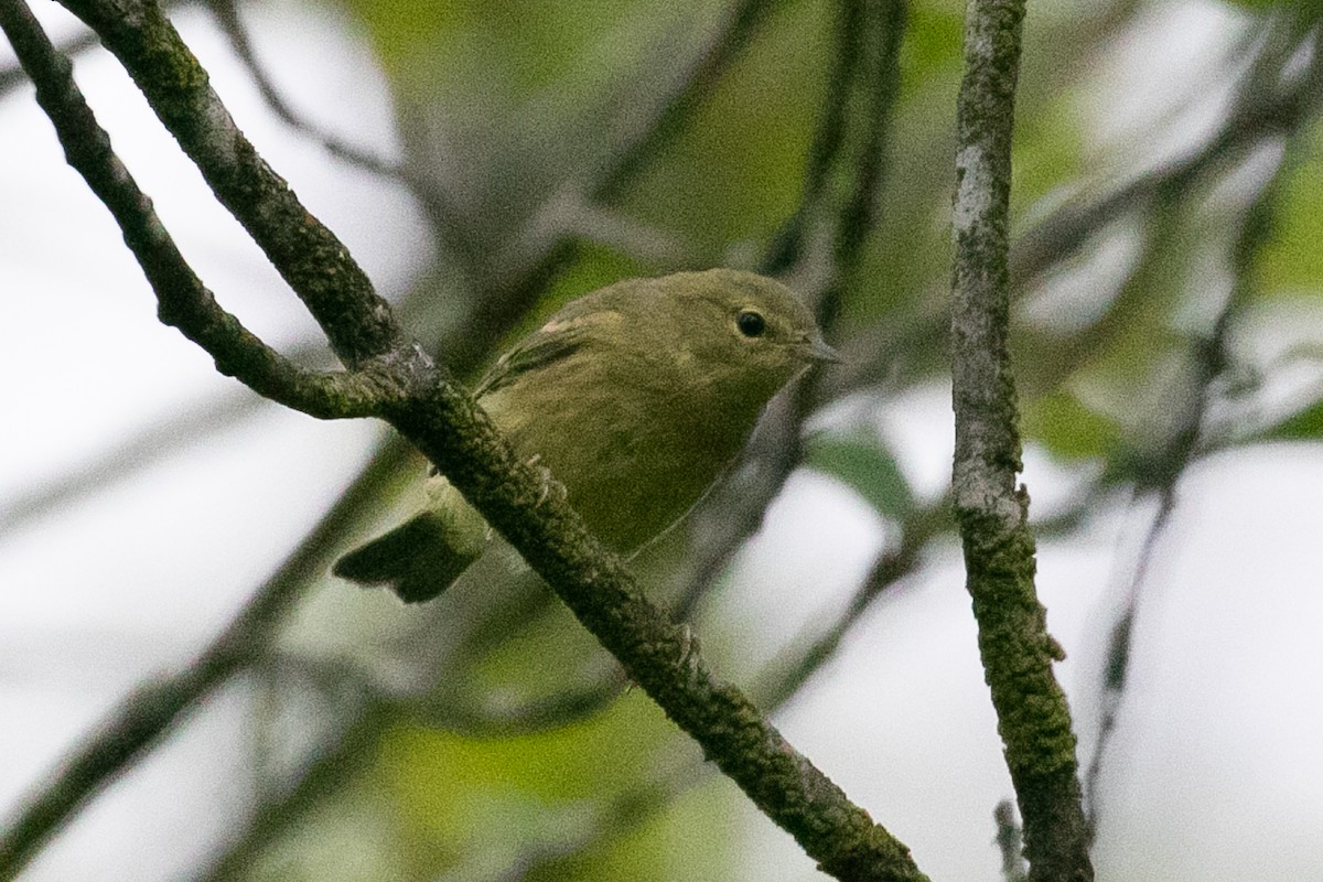 Orange-crowned Warbler - ML247392591