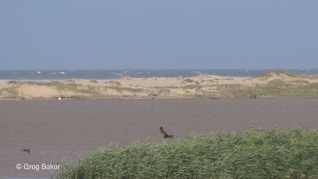 Aguilucho Lagunero Etiópico - ML247394931