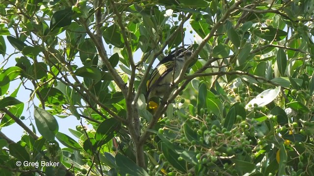 Barbion à croupion jaune - ML247394941