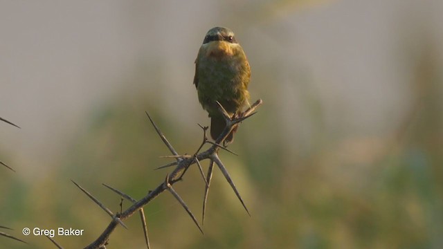 Blue-cheeked Bee-eater - ML247394991