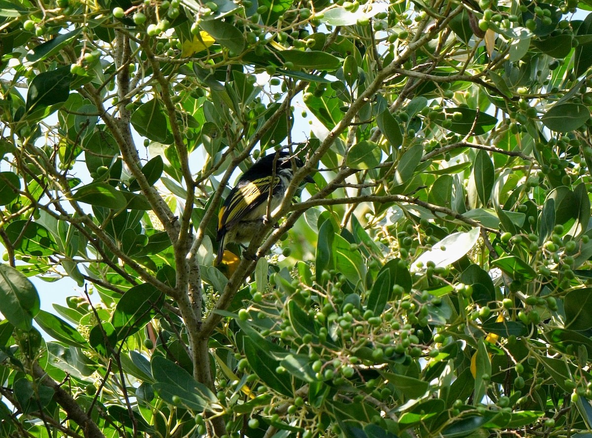 Yellow-rumped Tinkerbird - ML247395111