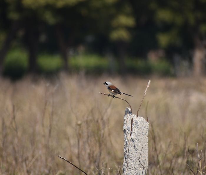 Bay-backed Shrike - ML247395731